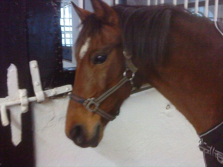 DSP Tavannah - Smukkefisen i stalden...  > Gudeskøn < billede 17