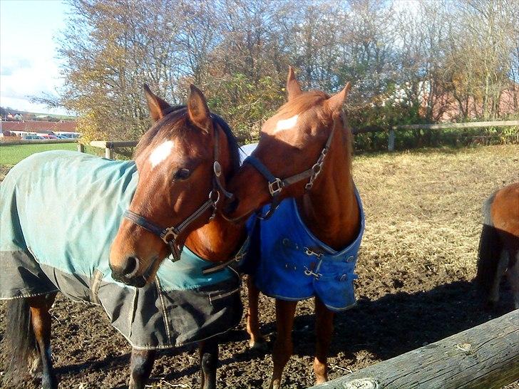 DSP Tavannah - Så søde :) billede 18