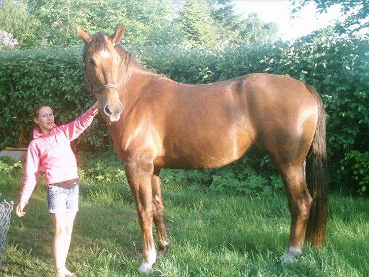 Oldenborg Banton Engholm * GL.PART* - Banton hjemme i haven med ejer billede 9