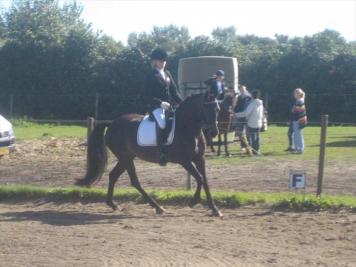 New Forest Egeballes Ofelia  - Stald-mølgaard billede 11