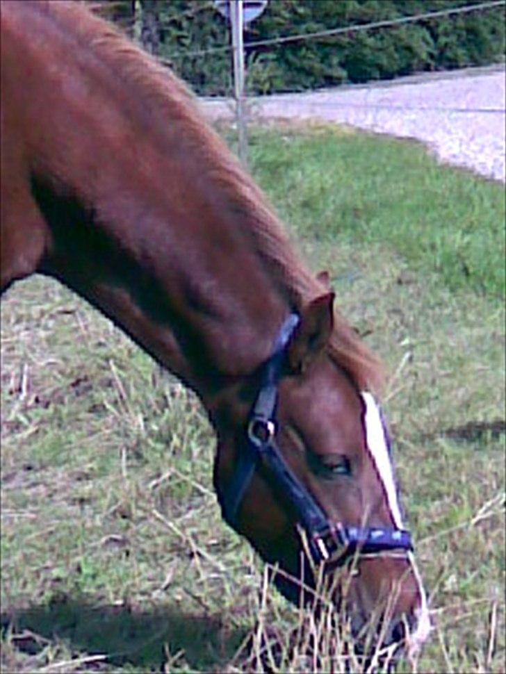 DSP drusbjergs Bonni *.Bonnimussen.* (Solgt) ;(<3 - Bonni!dx´ Foto: Maria billede 2