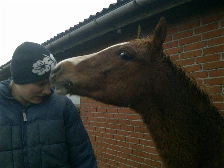 Pinto Well Done billede 10