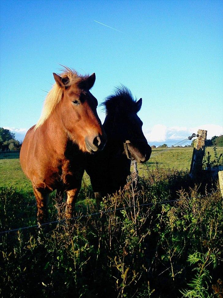 Islænder Herodes <3 billede 4