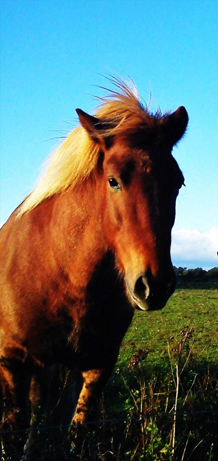 Islænder Herodes <3 billede 5