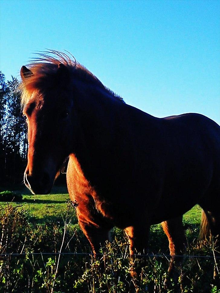 Islænder Herodes <3 billede 6