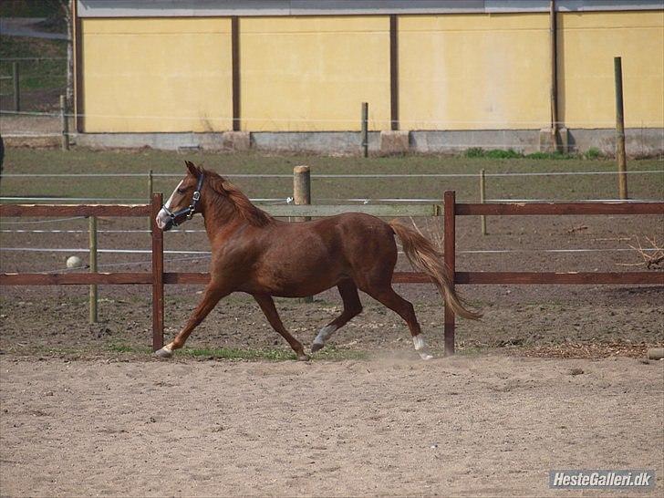 DSP drusbjergs Bonni *.Bonnimussen.* (Solgt) ;(<3 - Det jo en lille stjernepony!<3 Foto: Ida billede 11