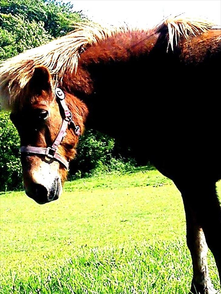 Islænder Herodes <3 billede 7