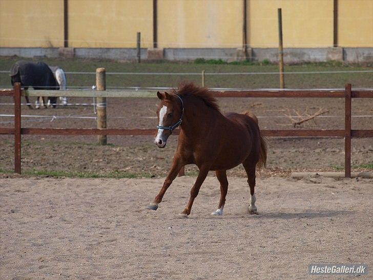 DSP drusbjergs Bonni *.Bonnimussen.* (Solgt) ;(<3 - Læk læk lækker!8D Foto: Ida billede 16