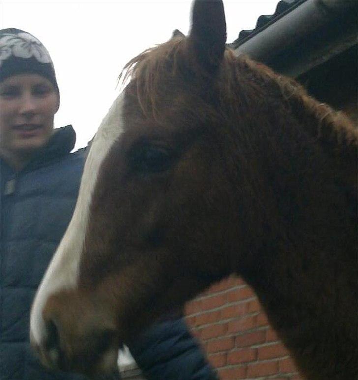 Pinto Well Done billede 11