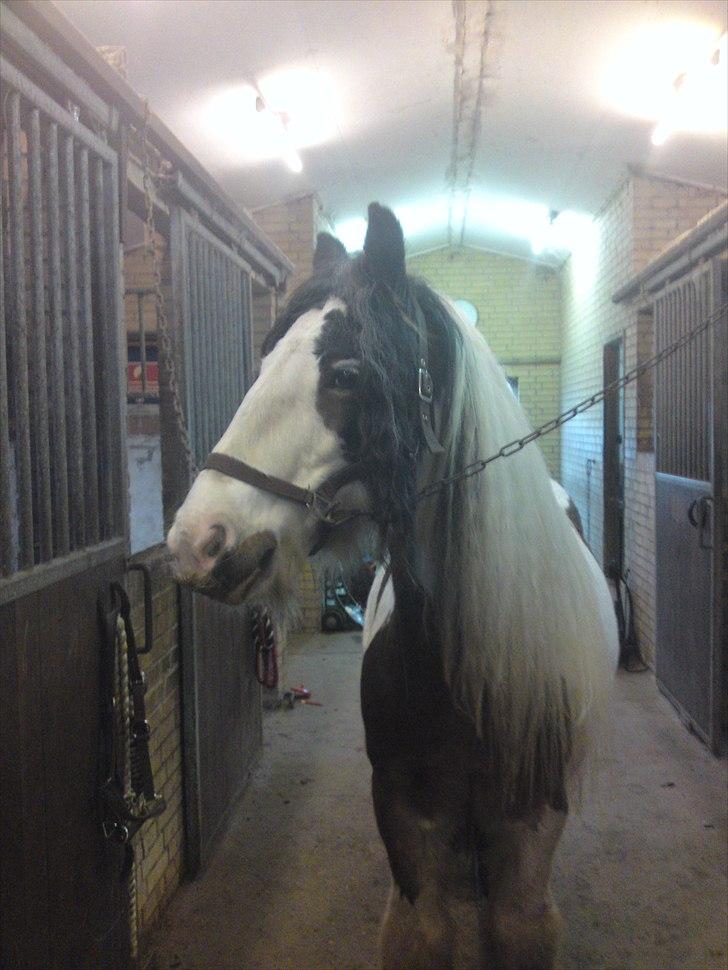 Irish Cob Willow ER FLYTTET - Kristina og Linette grinede højlydt af W efter at han hav rystet manken og fik ideskildning...GGG billede 15