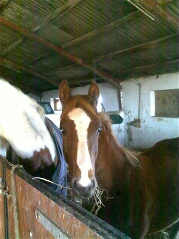 Pinto Well Done billede 12