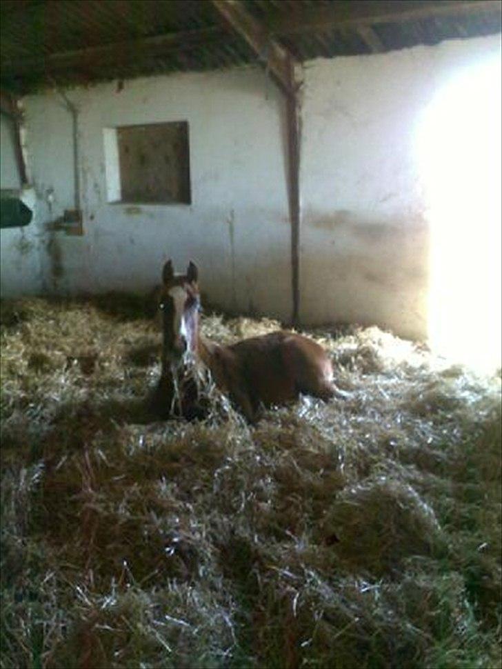 Pinto Well Done billede 13