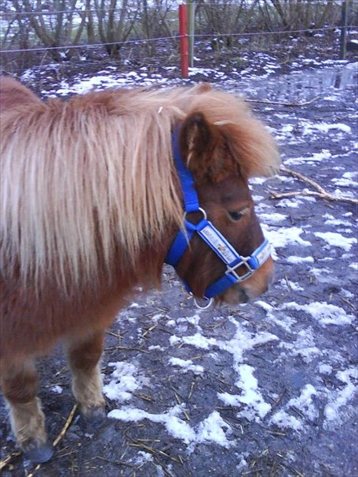 Shetlænder Fønix billede 2