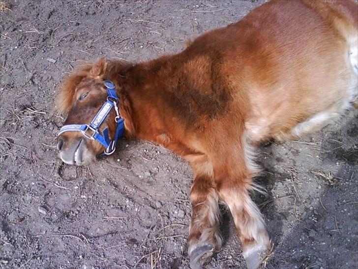 Shetlænder Fønix billede 3