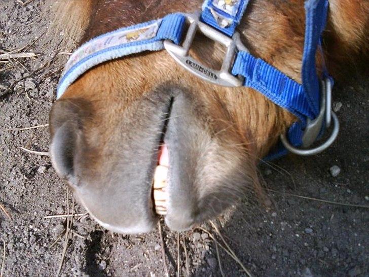 Shetlænder Fønix billede 4