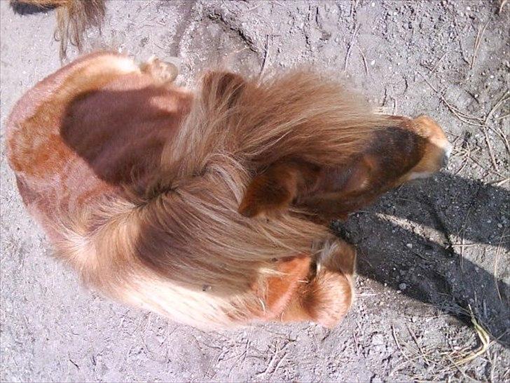 Shetlænder Fønix billede 5