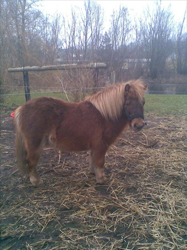 Shetlænder Fønix billede 6