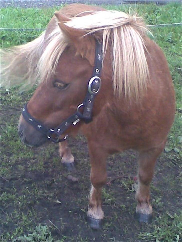 Shetlænder Fønix billede 7