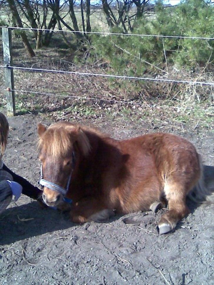 Shetlænder Fønix billede 8