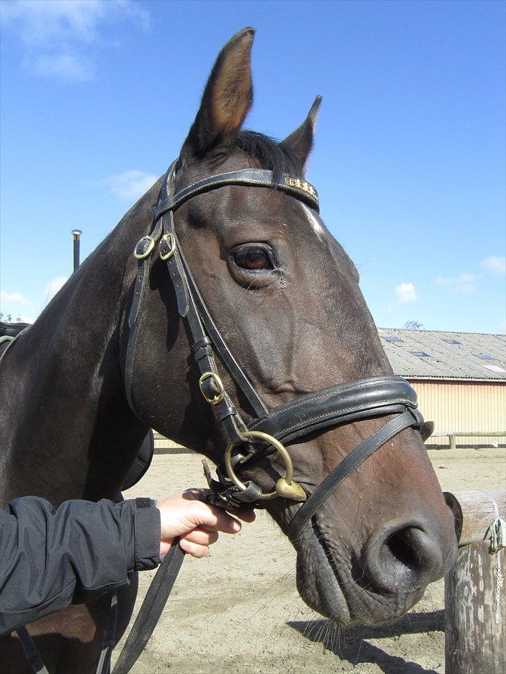 Dansk Varmblod Candy  - Velkommen til Candy`s profil:-D billede 1