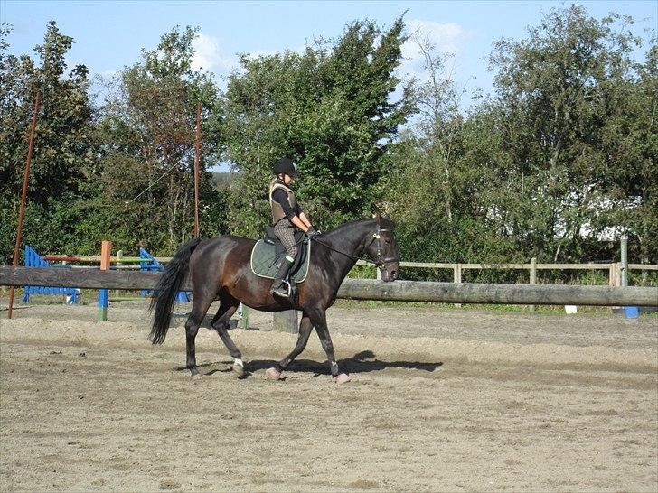 Dansk Varmblod Candy  - Træning:-) billede 2