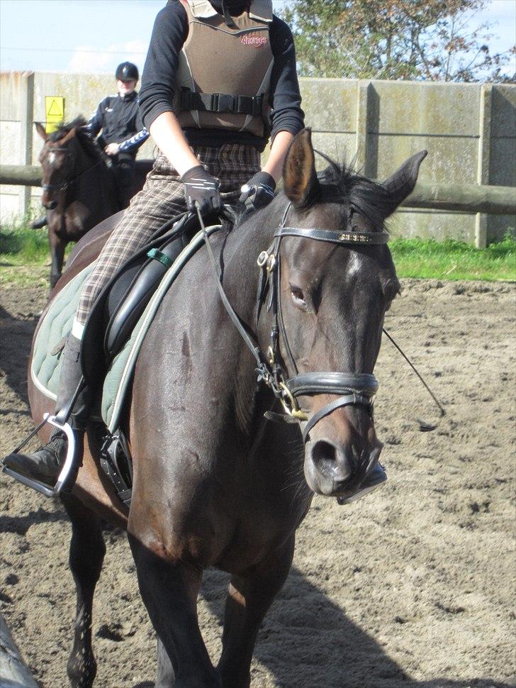 Dansk Varmblod Candy  - Træning:-) billede 3