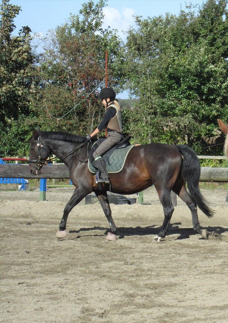 Dansk Varmblod Candy  - Træning:-) billede 4
