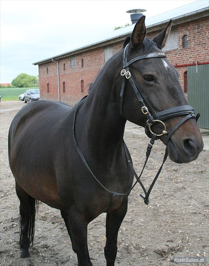 Dansk Varmblod Candy  - Candy med føl i maven:-D billede 5