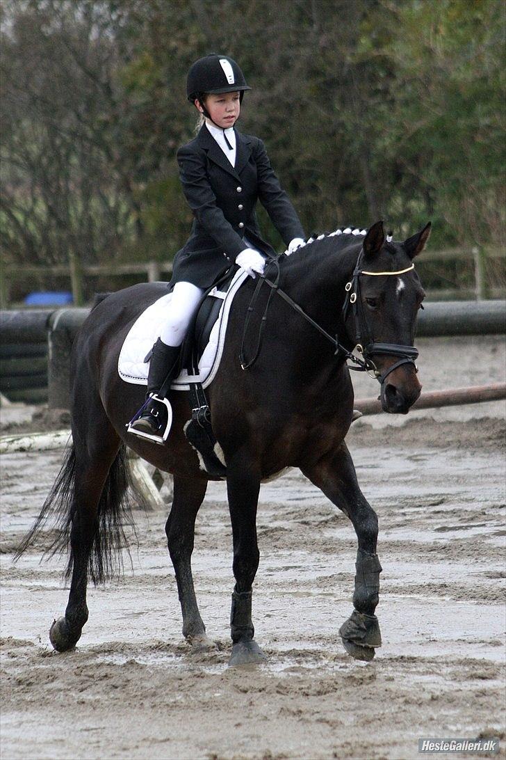 Dansk Varmblod Candy  - Stævne (1.plads) mega godt billed:-D billede 6