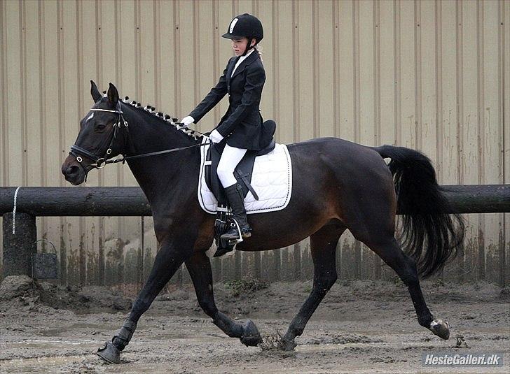 Dansk Varmblod Candy  - Stævne (1.plads)  billede 7