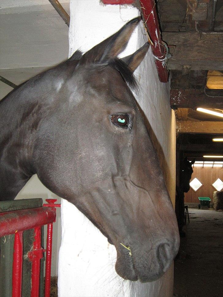 Dansk Varmblod Candy  - Lige et billed af Candy:-D<3 billede 8