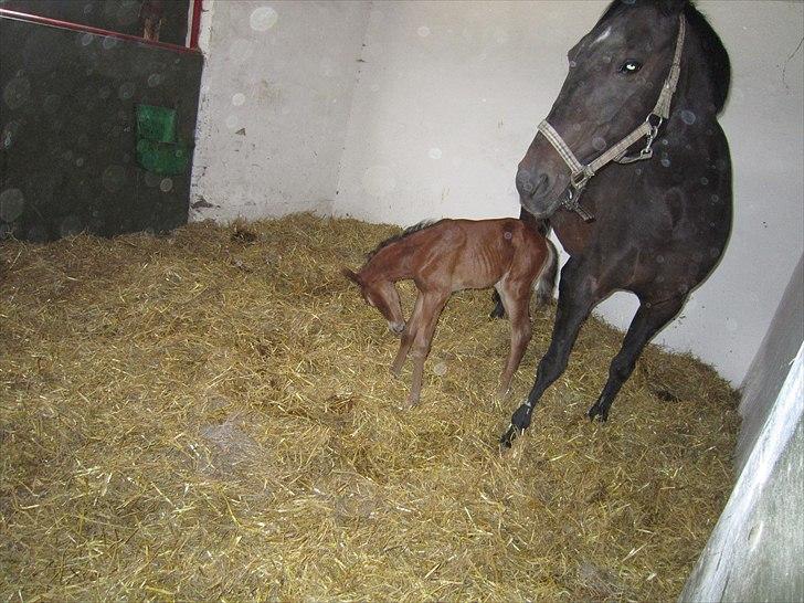 Dansk Varmblod Candy  - Candy og følle (Ca`rock) første dag:-D billede 9