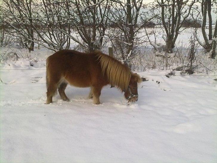 Shetlænder Fønix billede 9