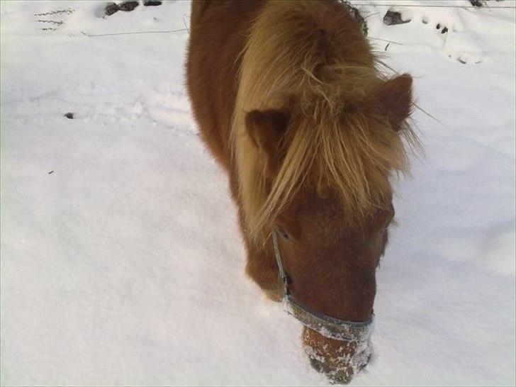 Shetlænder Fønix billede 10