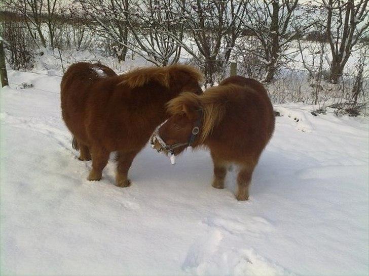 Shetlænder Fønix billede 11