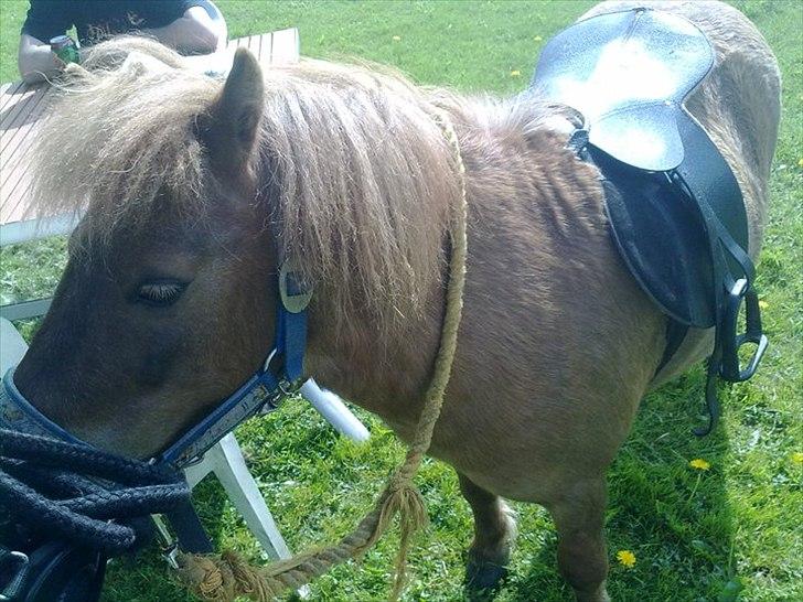 Shetlænder Fønix billede 12