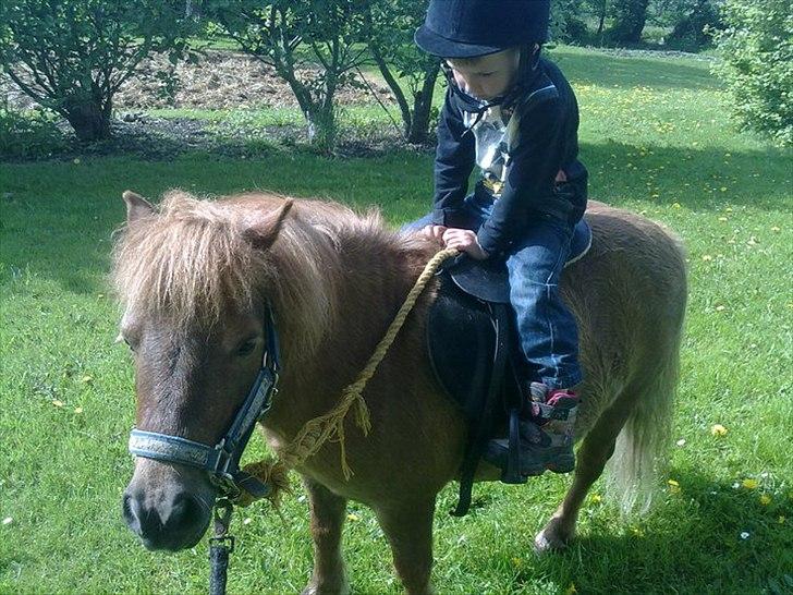 Shetlænder Fønix billede 13