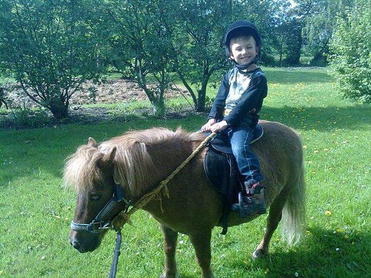 Shetlænder Fønix billede 14