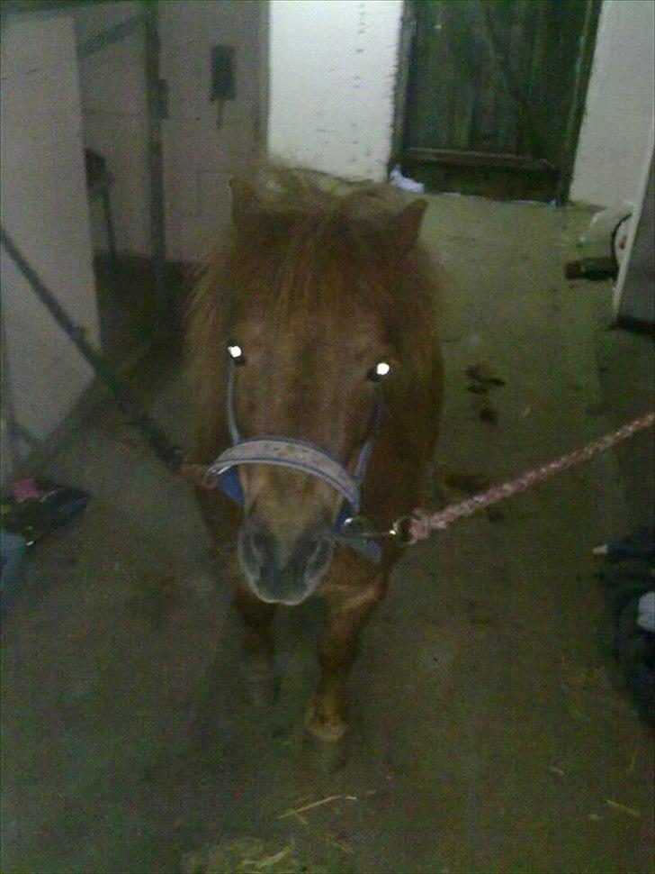 Shetlænder Fønix billede 15