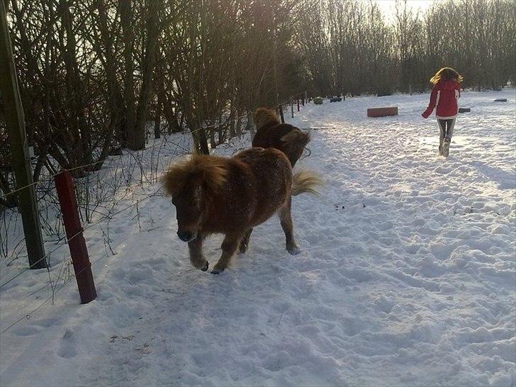 Shetlænder Fønix billede 16