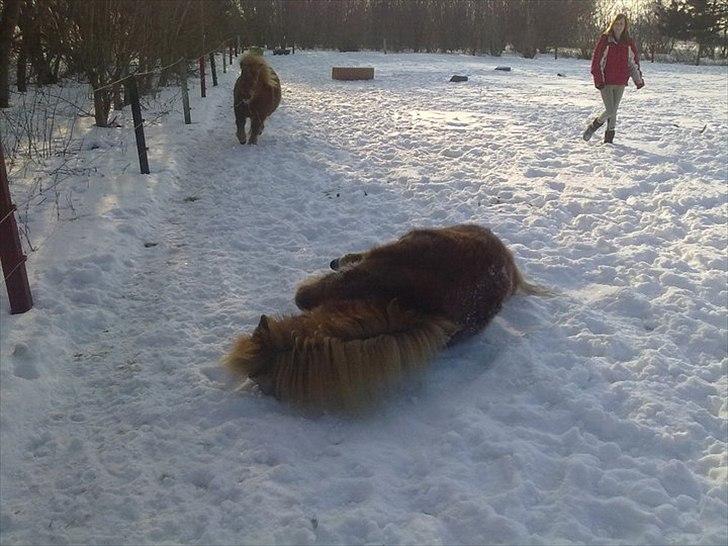 Shetlænder Fønix billede 17