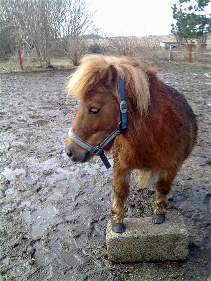 Shetlænder Fønix billede 18