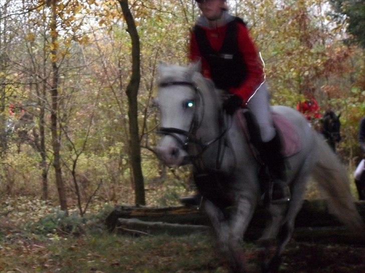 Anden særlig race Savannah - Hubertusjagten 2010:-) Foto: Jette Sørensen billede 2