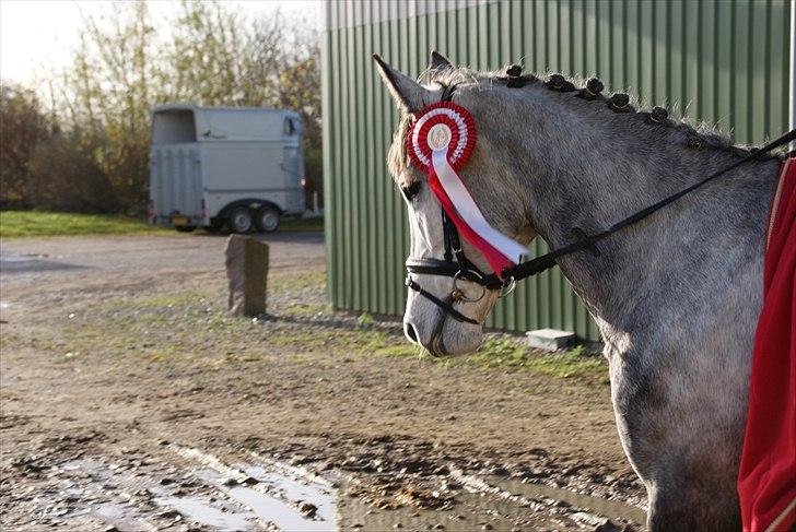 Anden særlig race Gipsy - Den første røde rosette;-) billede 7
