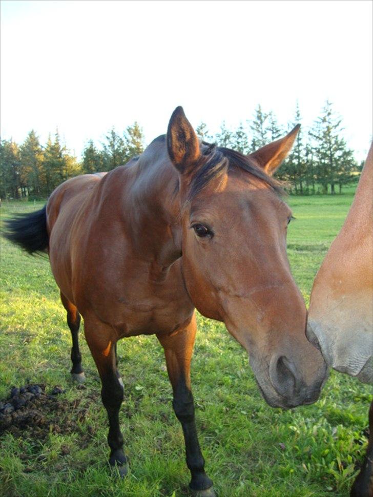 Anden særlig race Tøssen - Tøssen på fold, nusser med futte :) billede 1