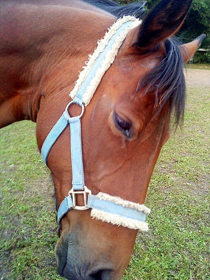 Anden særlig race Tøssen billede 2