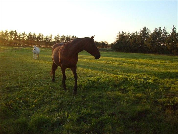 Anden særlig race Tøssen - På fold billede 3