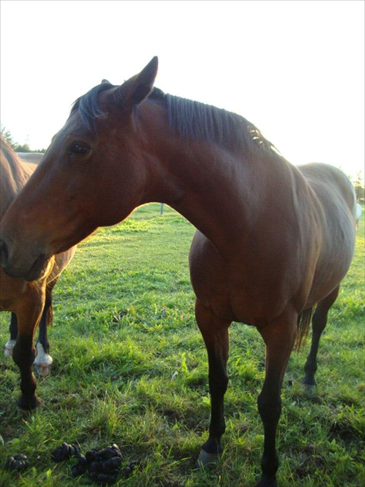 Anden særlig race Tøssen billede 4