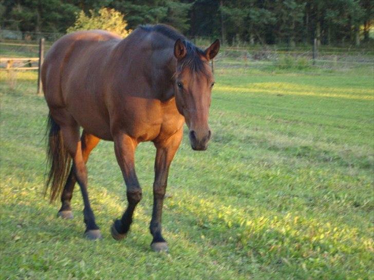 Anden særlig race Tøssen - dovne tøssen på fold billede 5