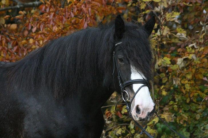 Shire Bjerggårdens Kadisha billede 13